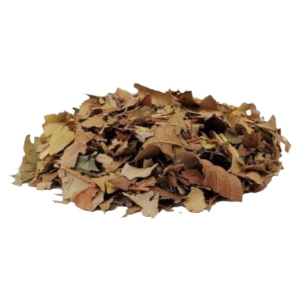 GOIABA FOLHAS PARA CH�